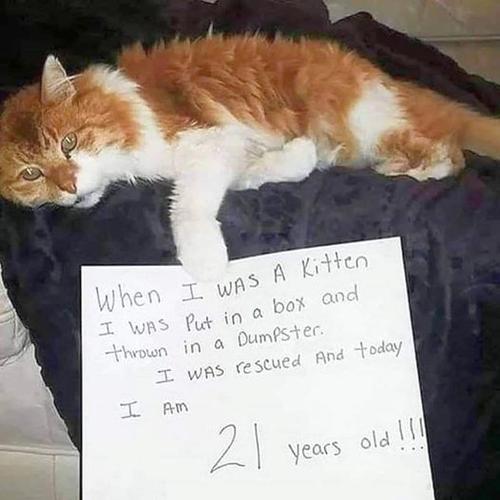 Rescued kitten is 21 years old