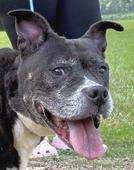 HCAC HWY 158/Zoo Rd stray -