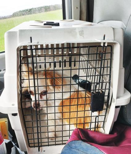 Last dog, Rainbow Animal Rescue, NC