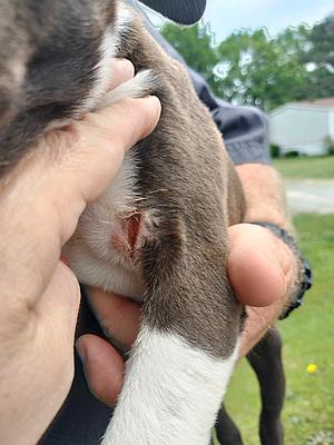 Last dog, Rainbow Animal Rescue, NC